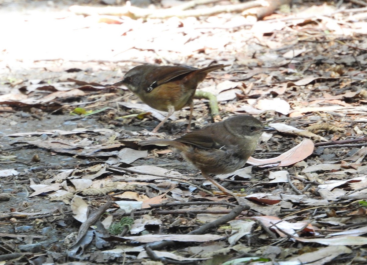 Белобровая кустовка - ML628286170