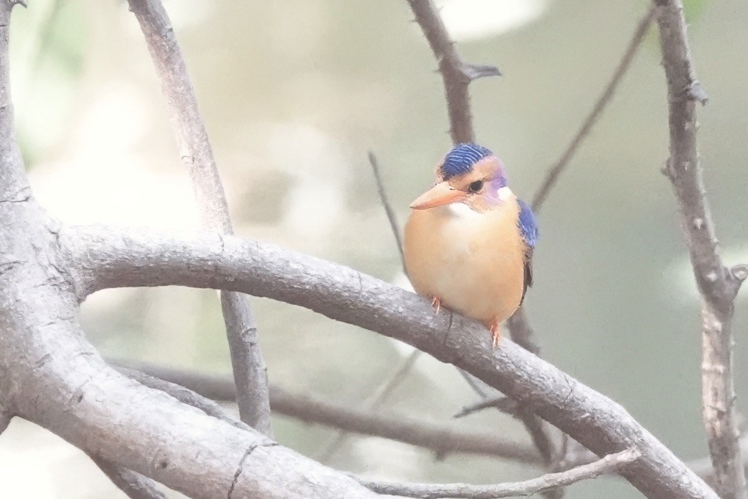 African Pygmy Kingfisher - ML628286179