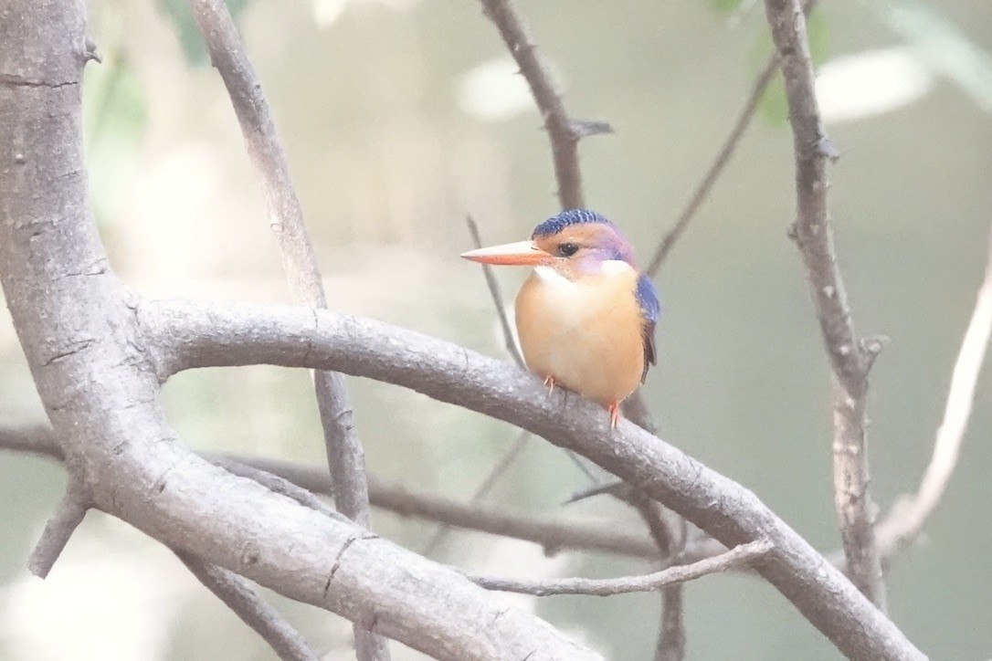 African Pygmy Kingfisher - ML628286180