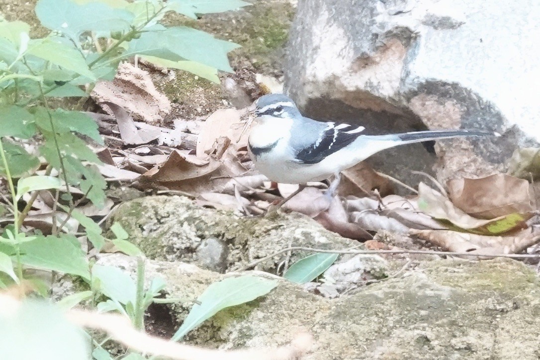 Mountain Wagtail - ML628286189