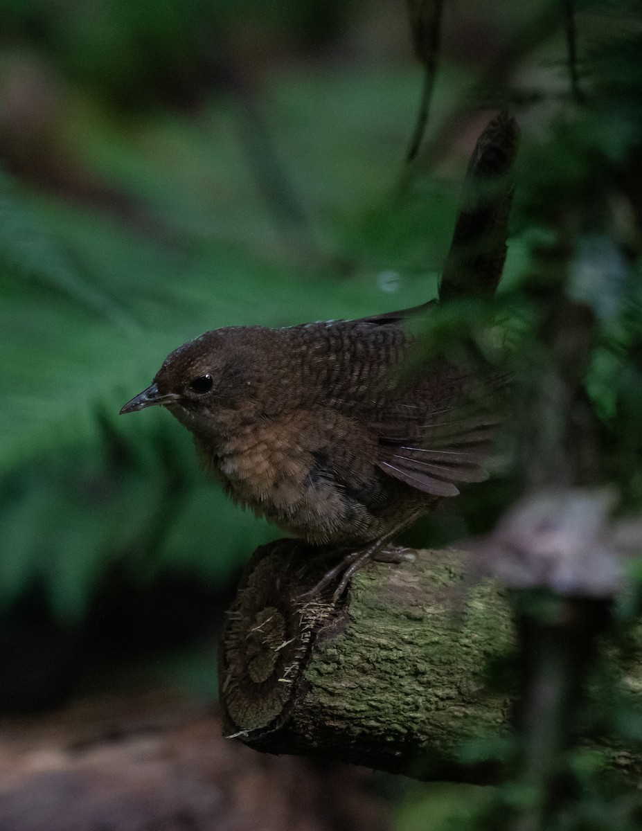 Rufous Scrub-bird - ML628286224