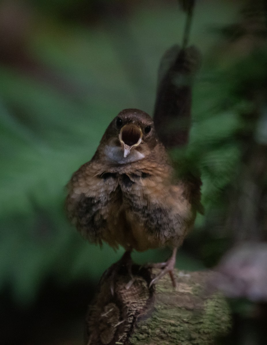 Rufous Scrub-bird - ML628286225