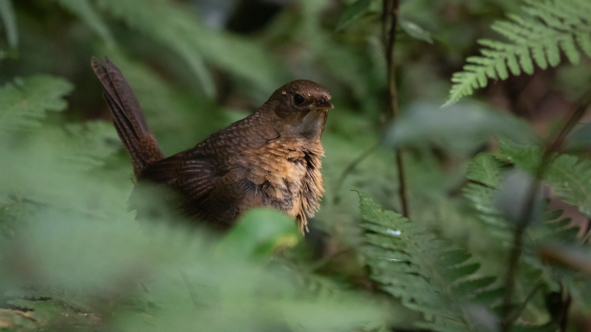 Rufous Scrub-bird - ML628286226