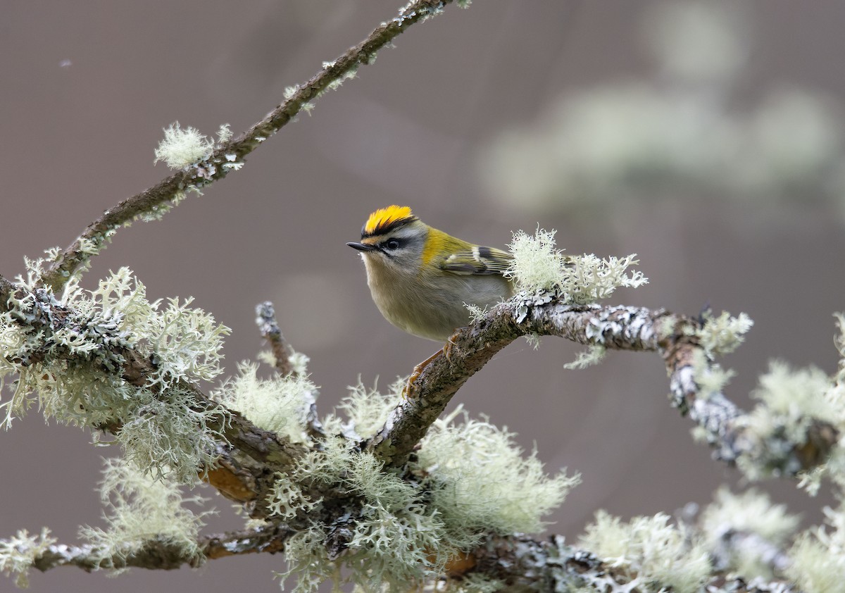 Common Firecrest - ML628286237