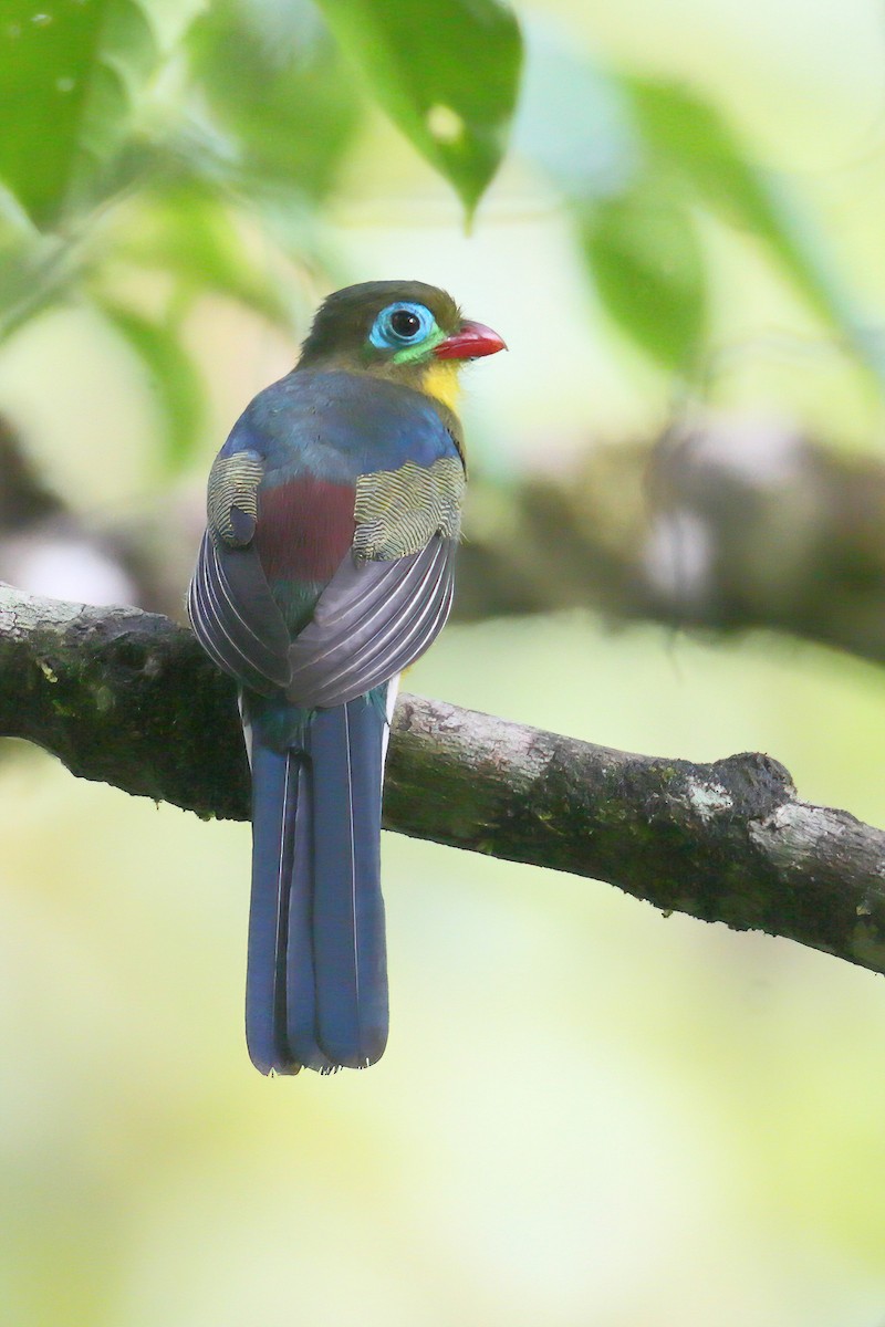Sumatran Trogon - ML628286256