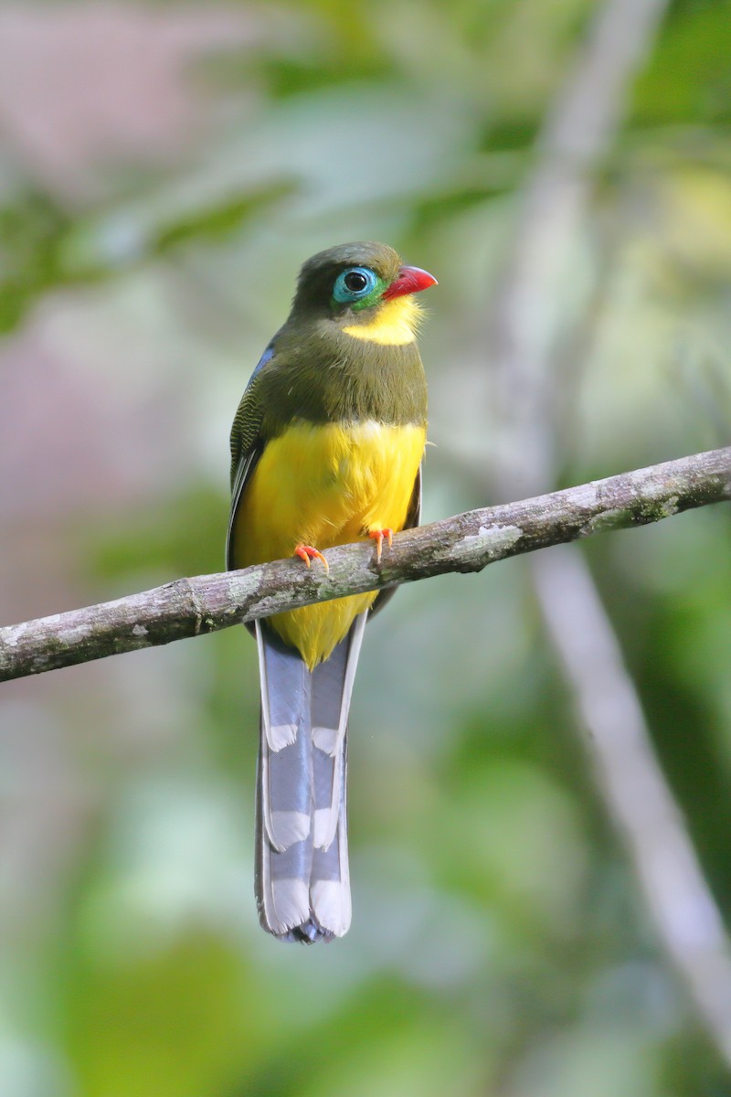 Sumatran Trogon - ML628286257
