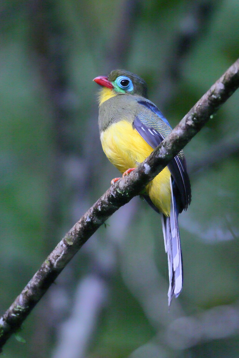 Sumatran Trogon - ML628286258