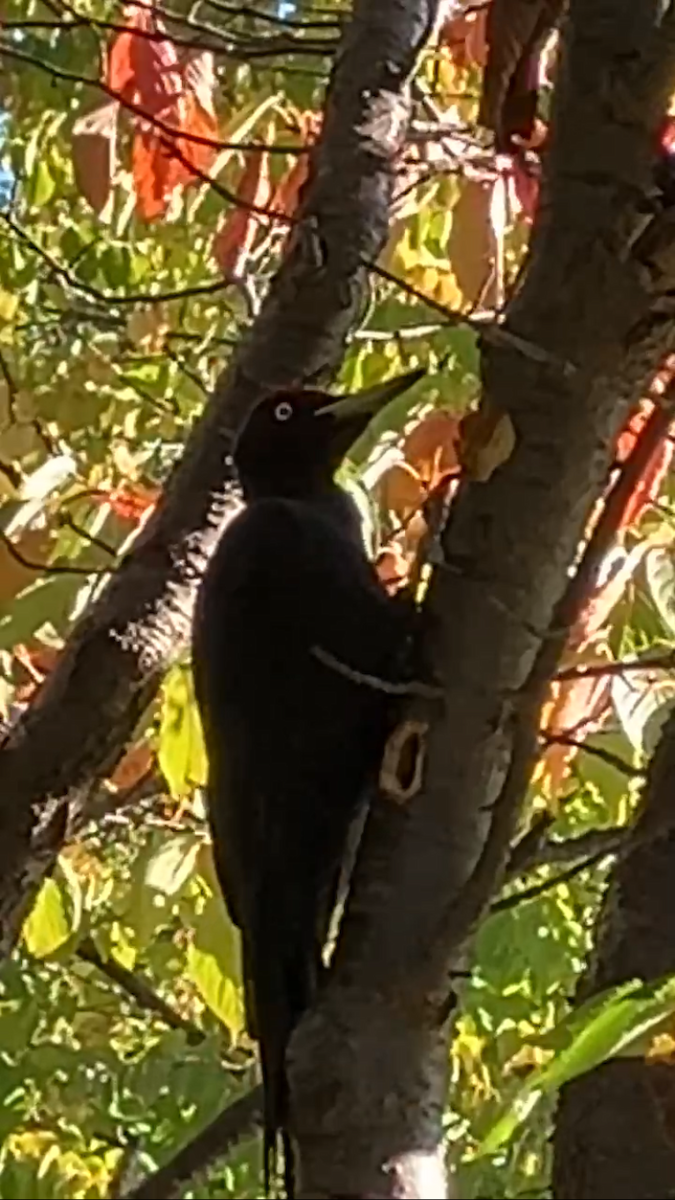 datel černý - ML628286316