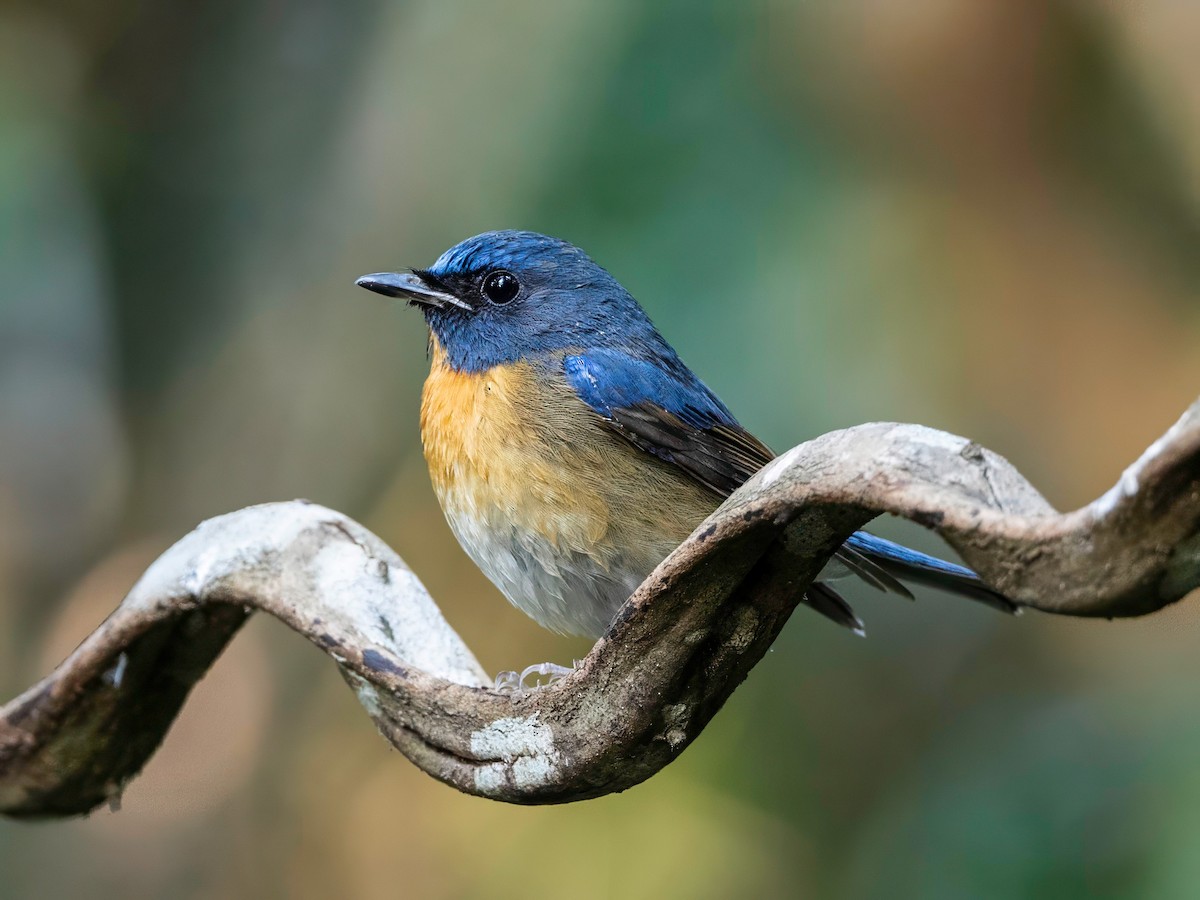 Chinese Blue Flycatcher - Michael Sanders