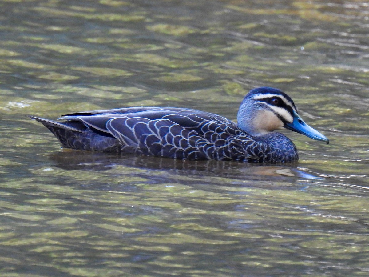 Pacific Black Duck - ML628286413
