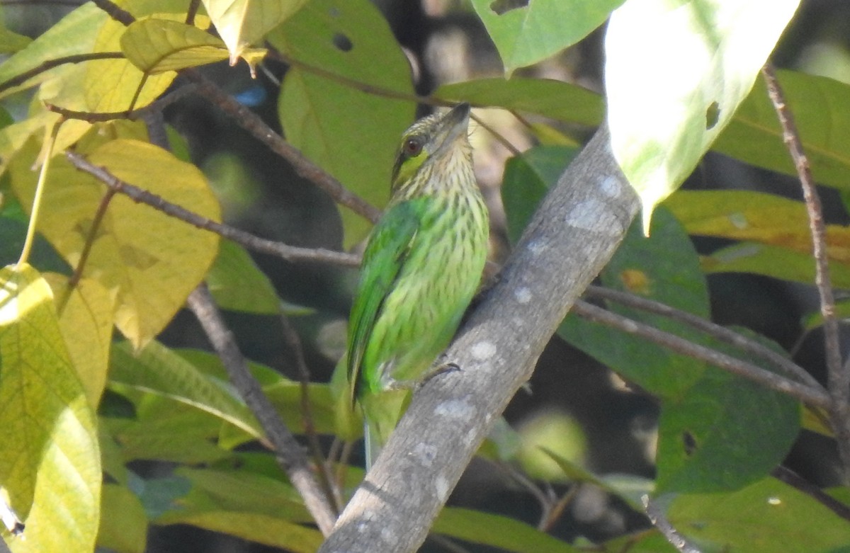 Green-eared Barbet - ML628286597