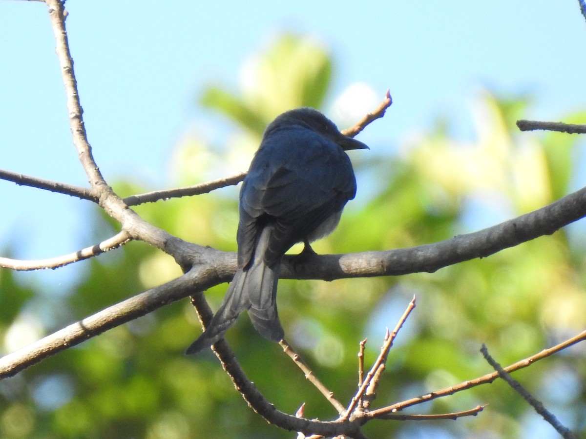 Ashy Drongo - ML628286599