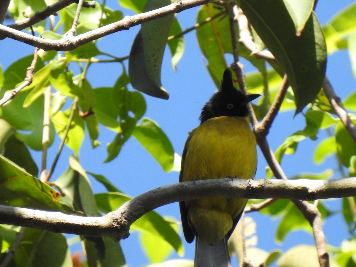 Black-crested Bulbul - ML628286600