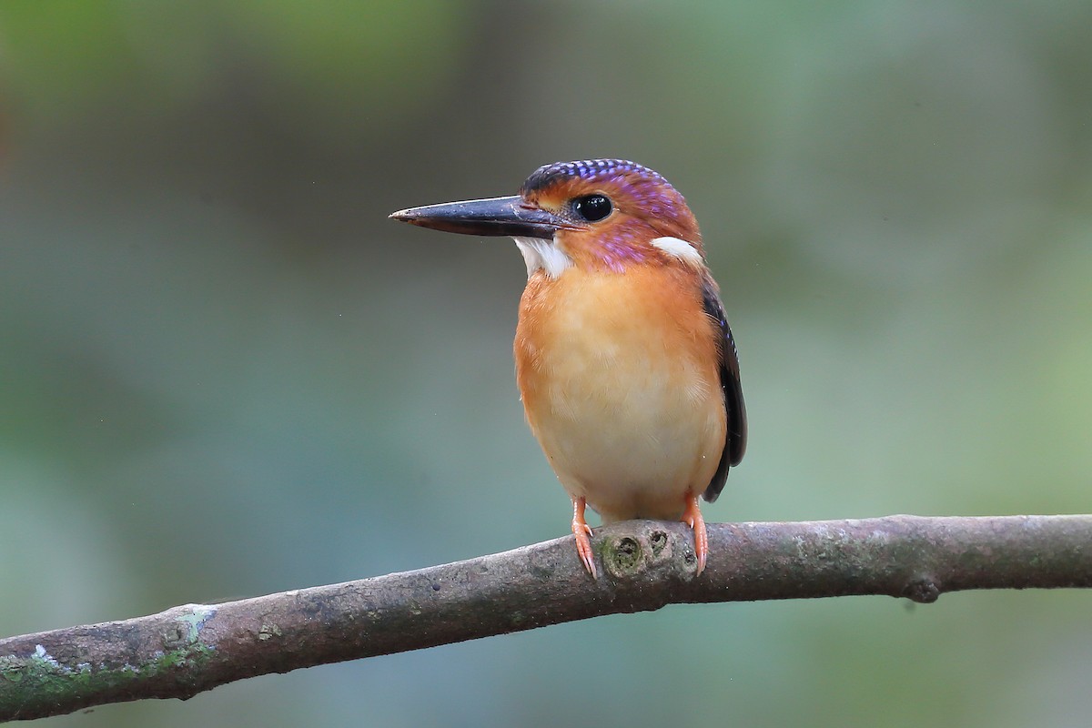 Sulawesi Dwarf-Kingfisher - ML628286649