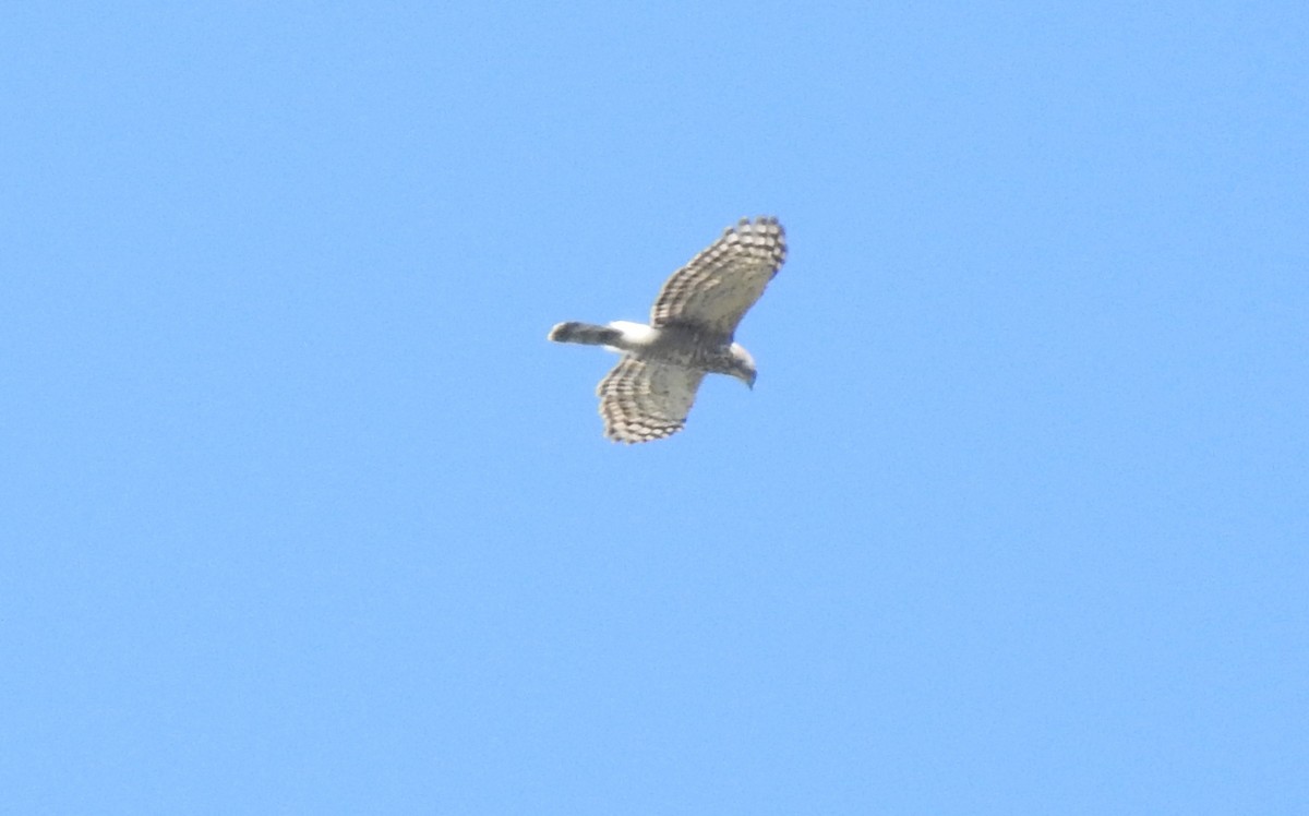 Crested Goshawk - ML628286739