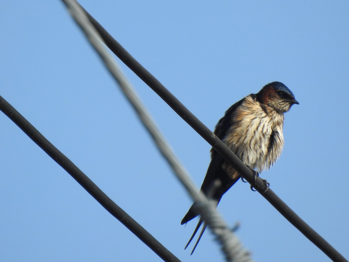 Eastern Red-rumped Swallow - ML628286766