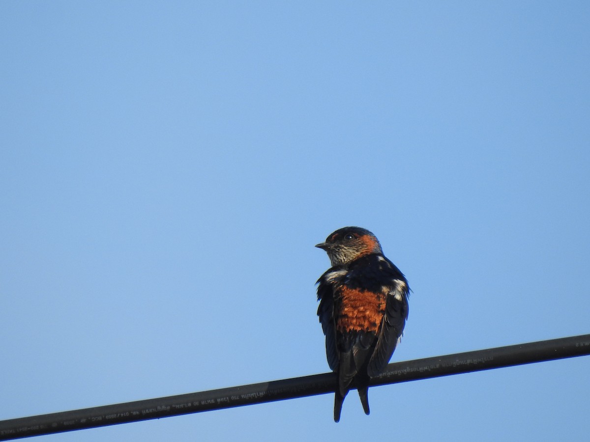 Eastern Red-rumped Swallow - ML628286767