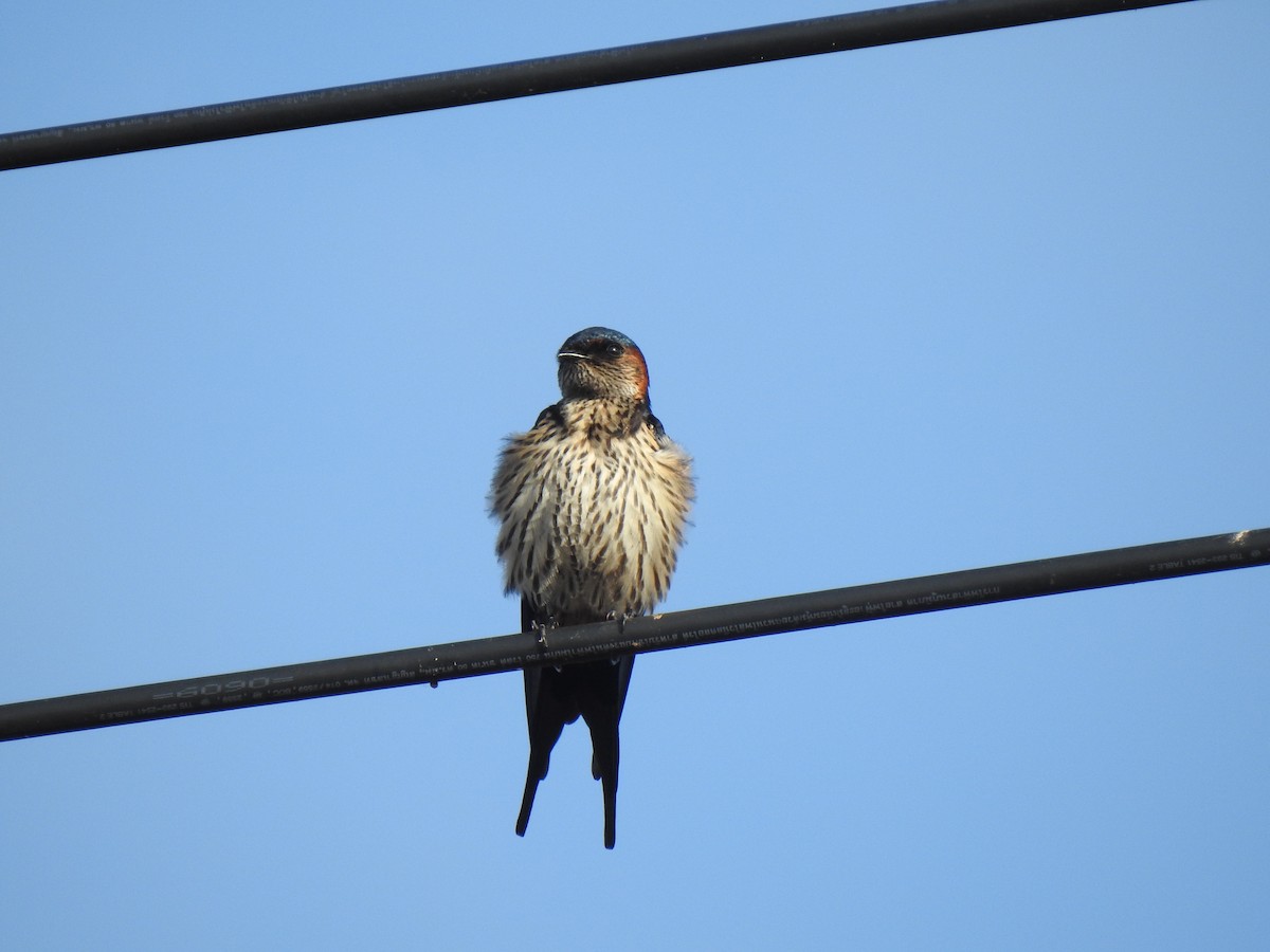 Eastern Red-rumped Swallow - ML628286774