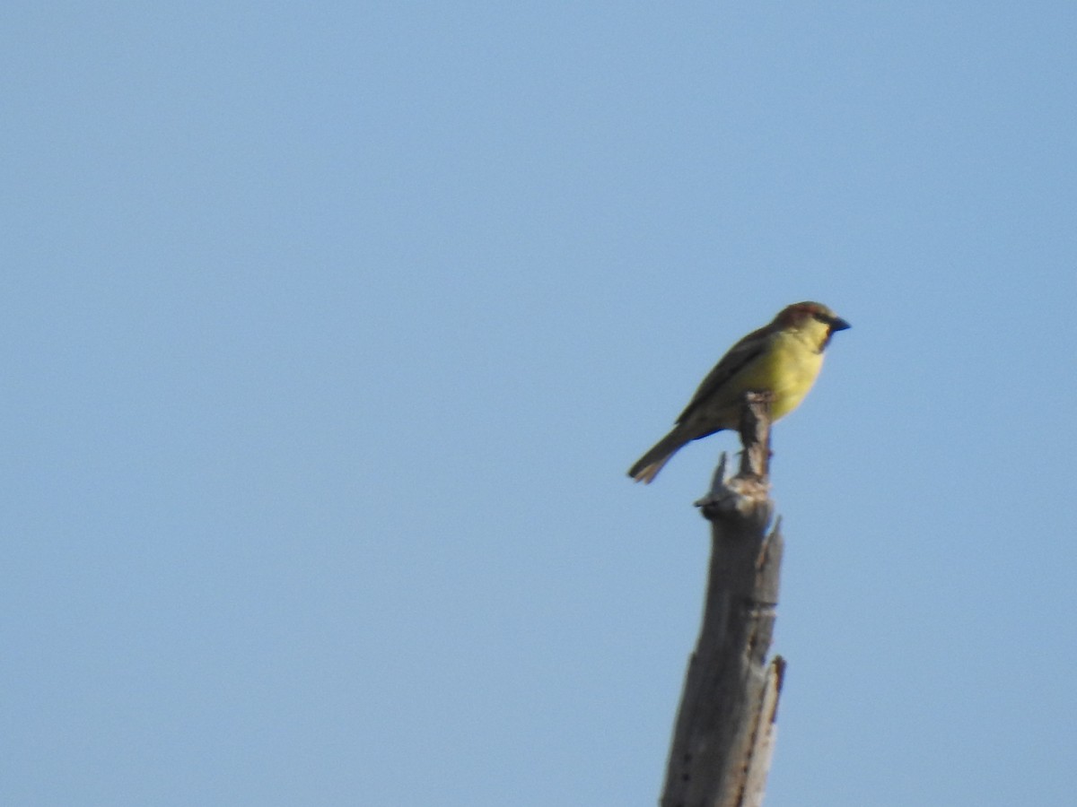 Plain-backed Sparrow - ML628286785