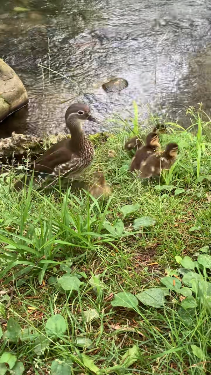 kachnička mandarínská - ML628286799