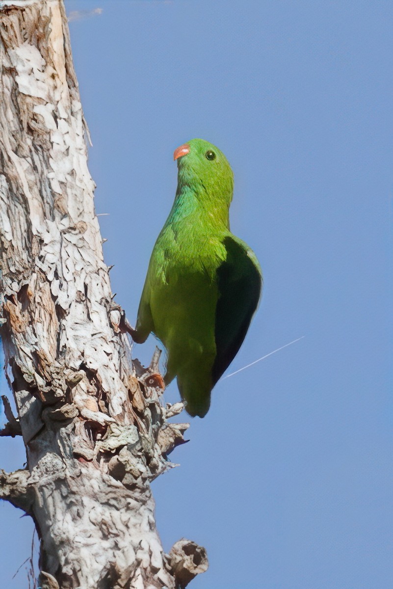 Pygmy Hanging-Parrot - ML628286809