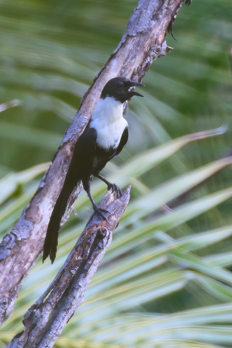 špaček bělokrký - ML628286824