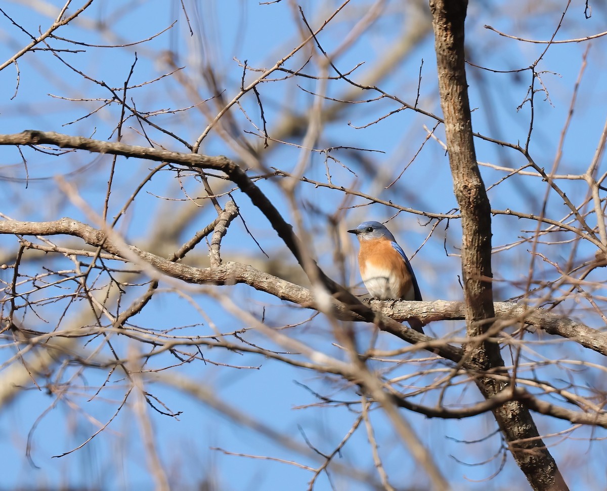 Eastern Bluebird - ML628286975