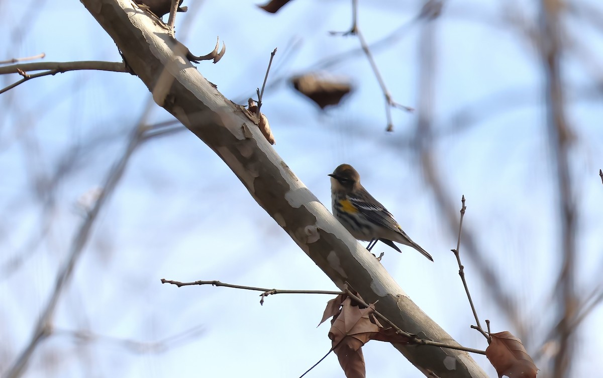 Yellow-rumped Warbler - ML628286988