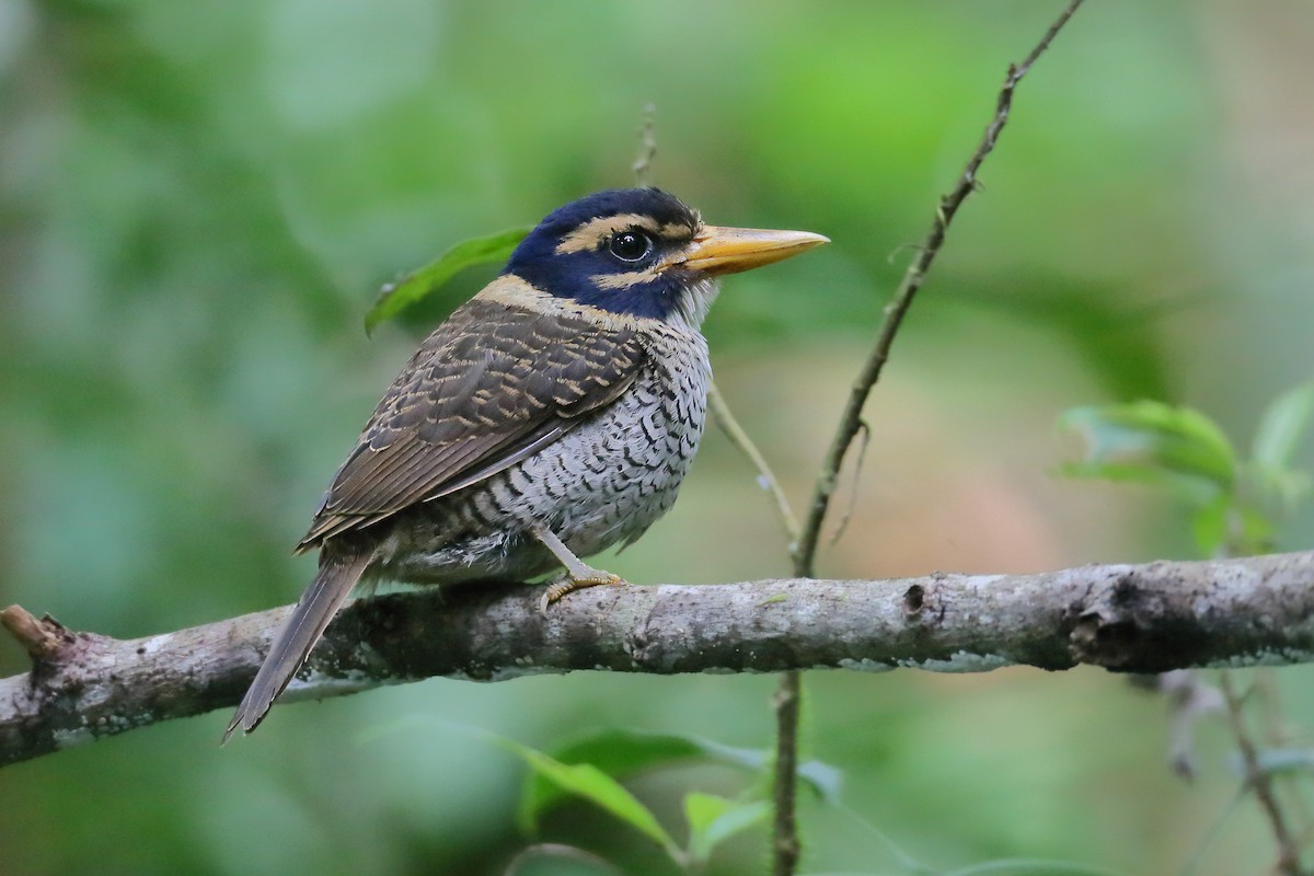 Scaly-breasted Kingfisher - ML628287126