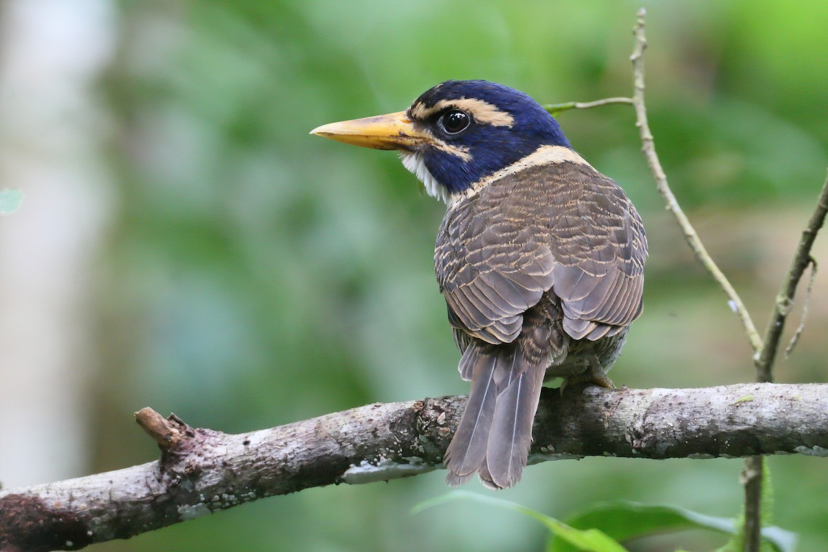Scaly-breasted Kingfisher - ML628287127