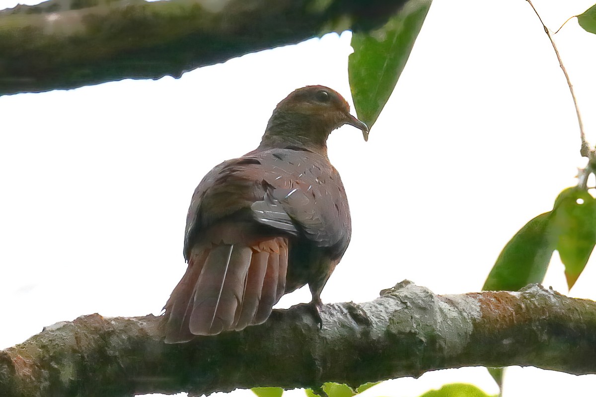 Sultan's Cuckoo-Dove - ML628287339