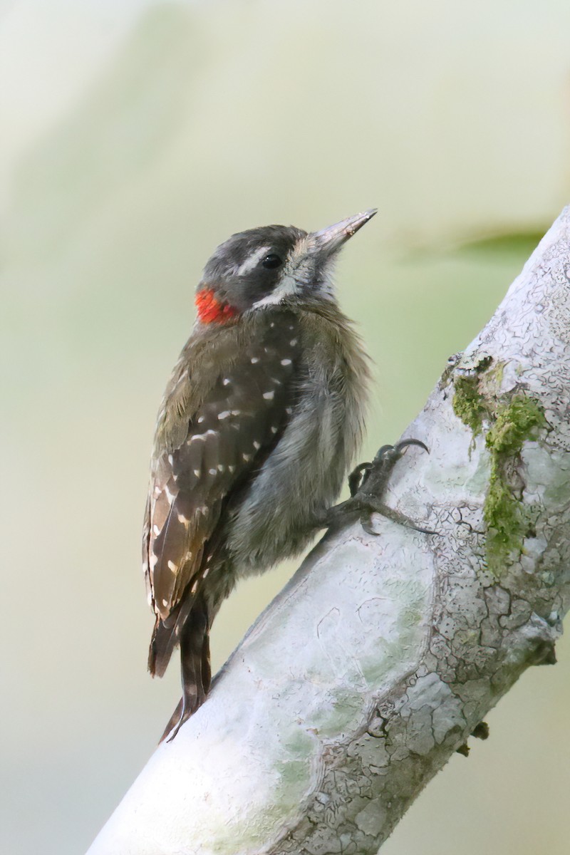 Sulawesi Pygmy Woodpecker - ML628287409