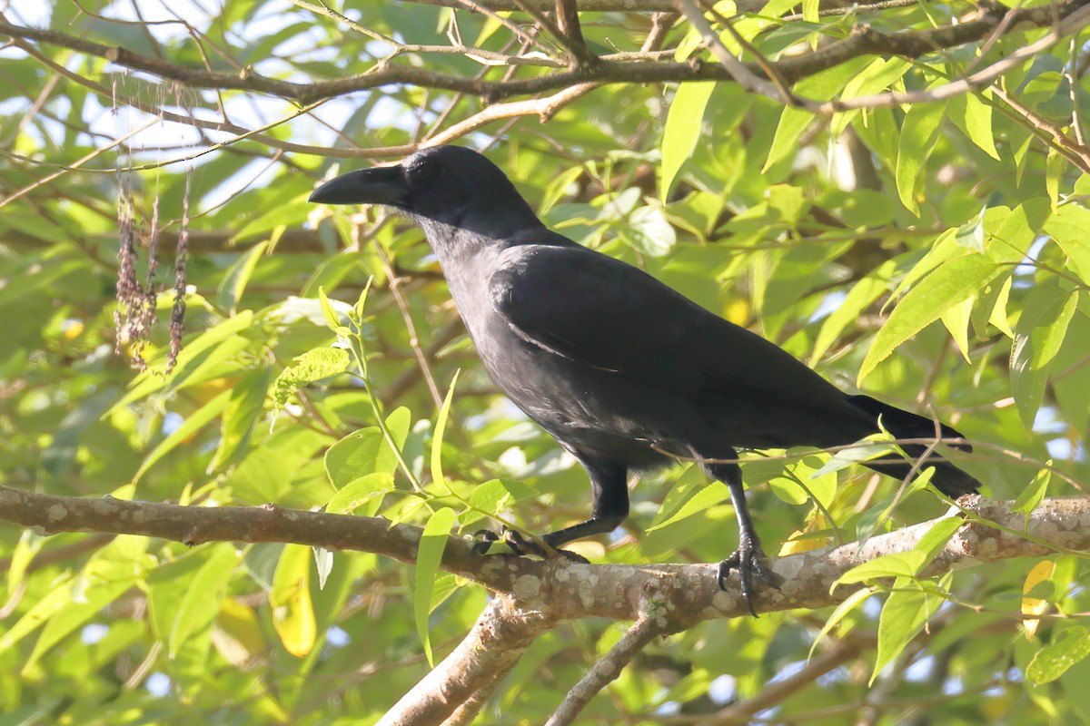 Sulawesi Crow - ML628287421