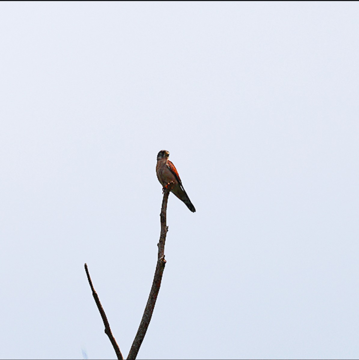 Seychelles Kestrel - ML628287443