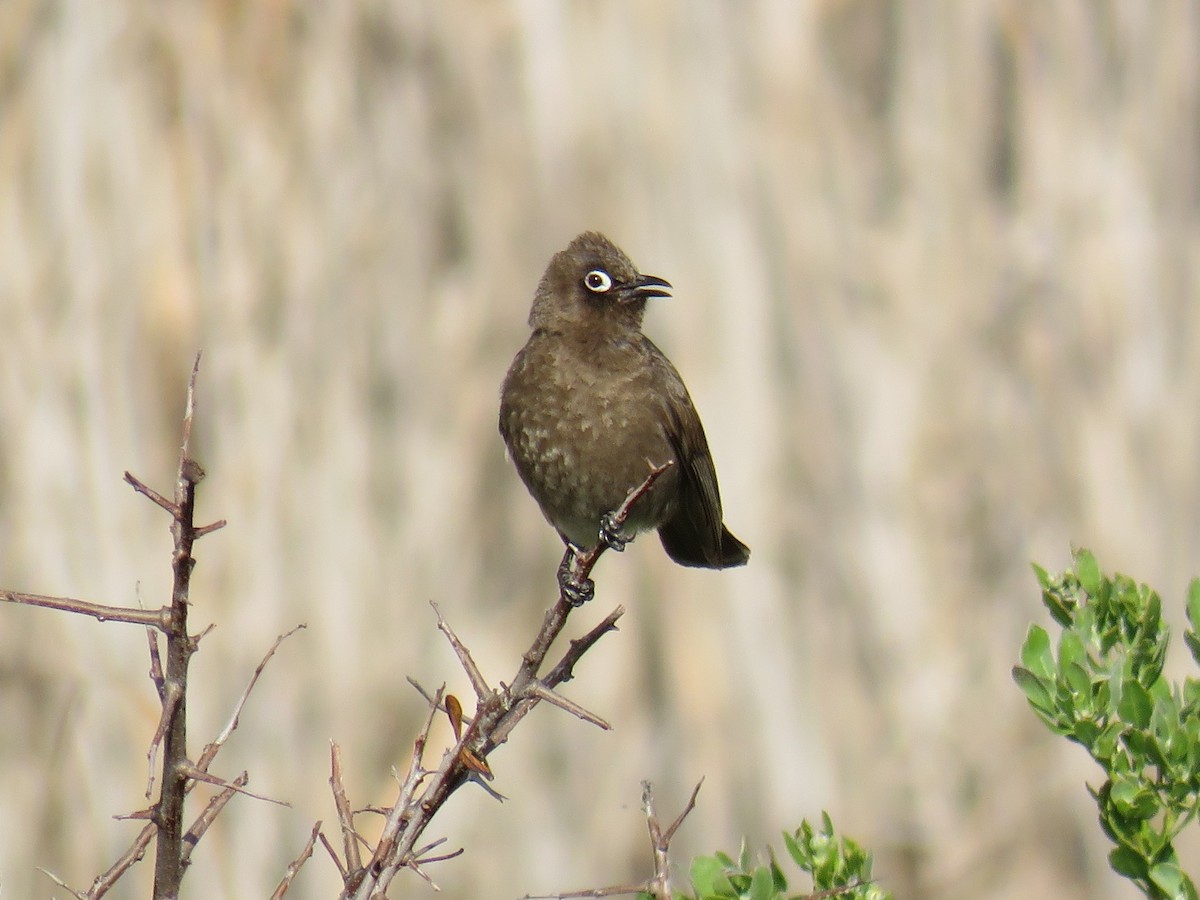 Cape Bulbul - ML628287466