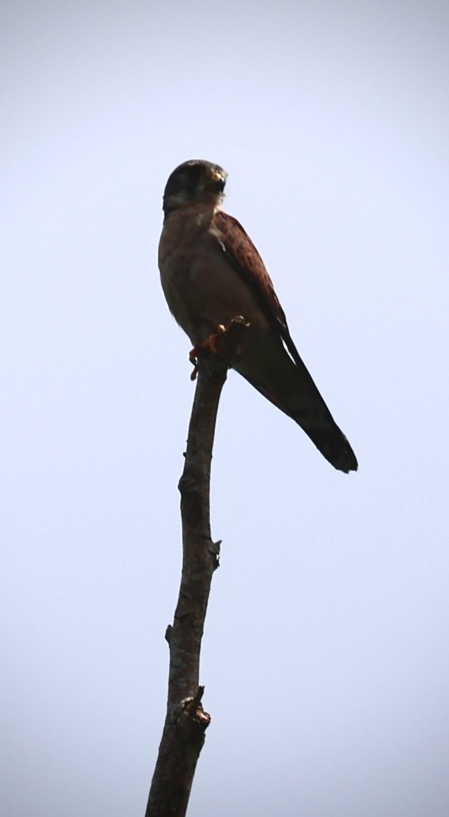 Seychelles Kestrel - ML628287469