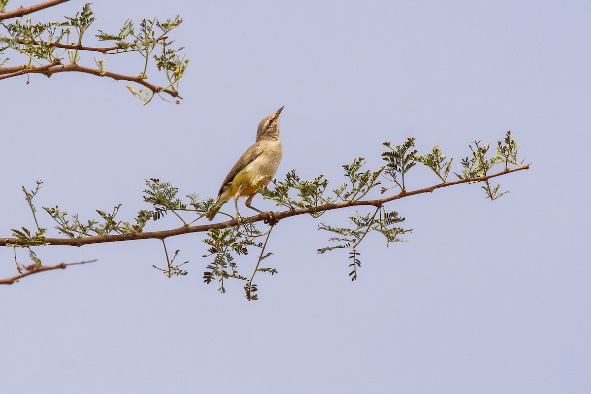 Yellow-bellied Eremomela (Yellow-bellied) - ML628287608