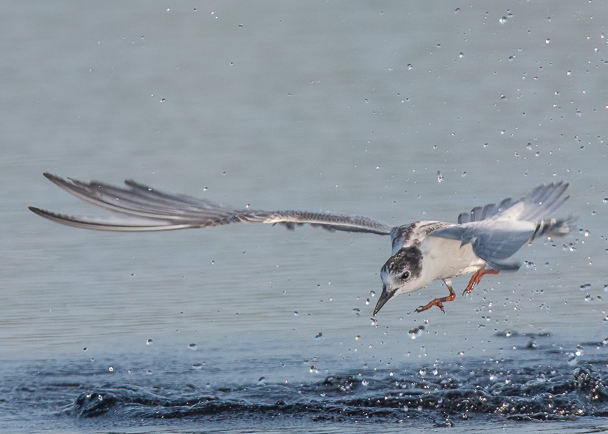 Whiskered Tern - ML628287780
