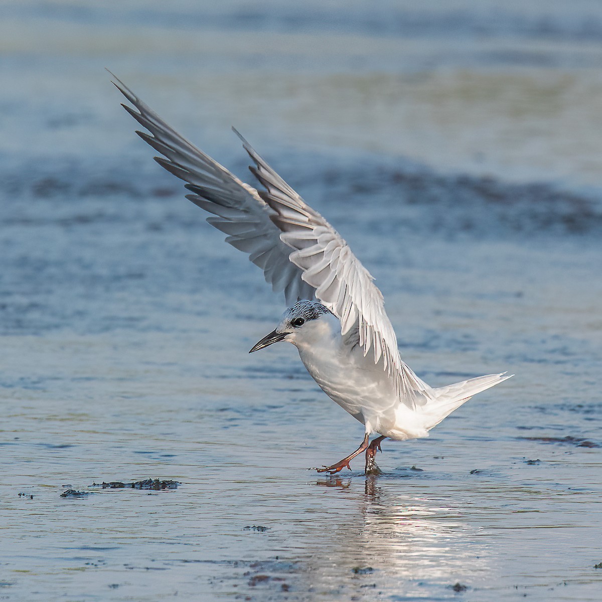 Whiskered Tern - ML628287820