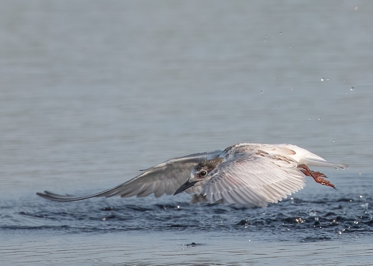 Whiskered Tern - ML628287822