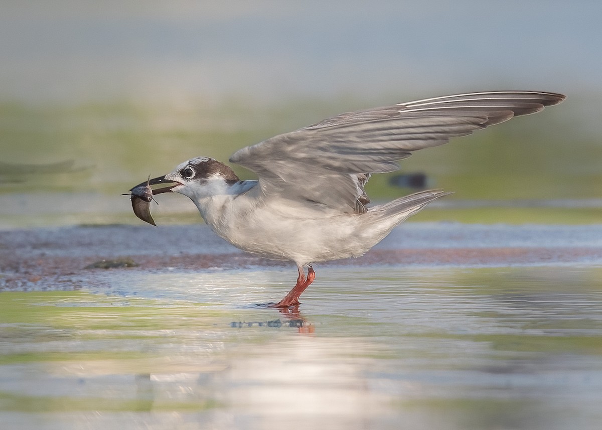 Whiskered Tern - ML628287825