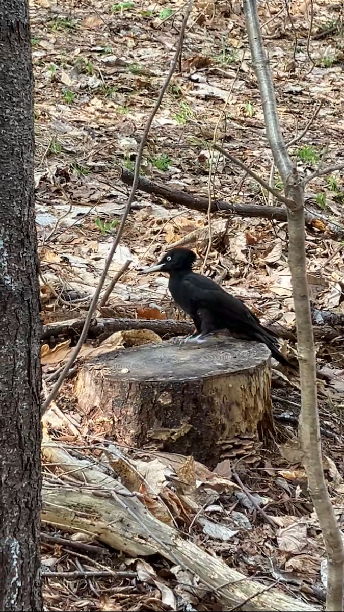 datel černý - ML628287826