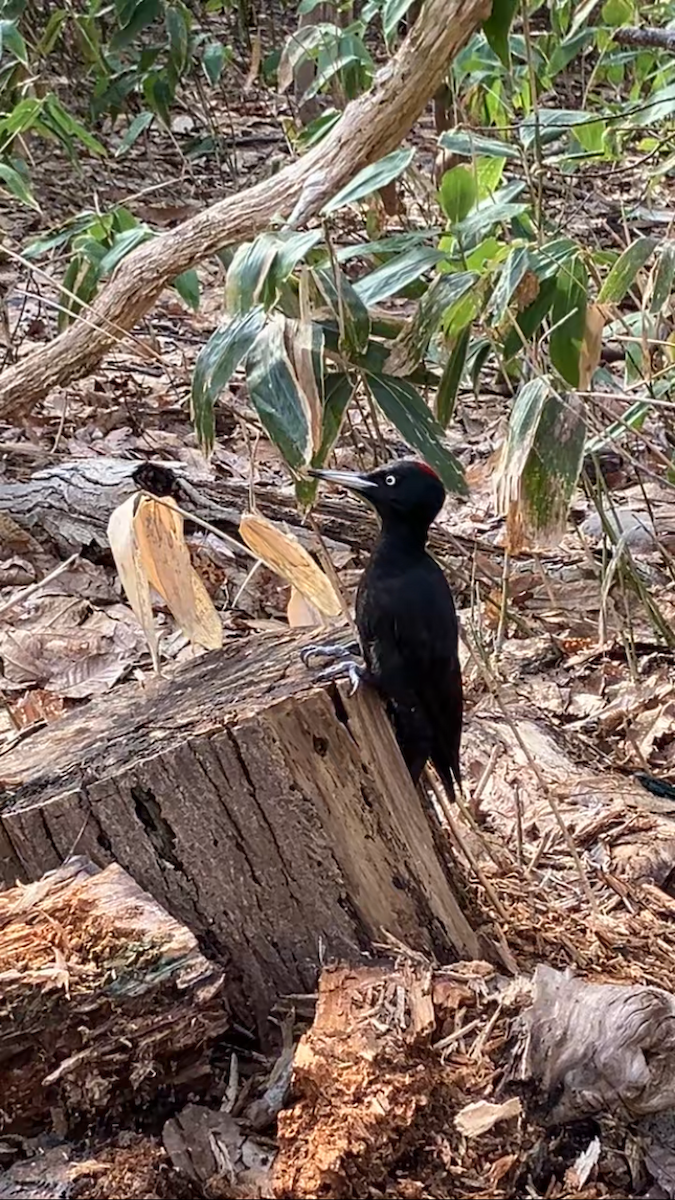 datel černý - ML628287864