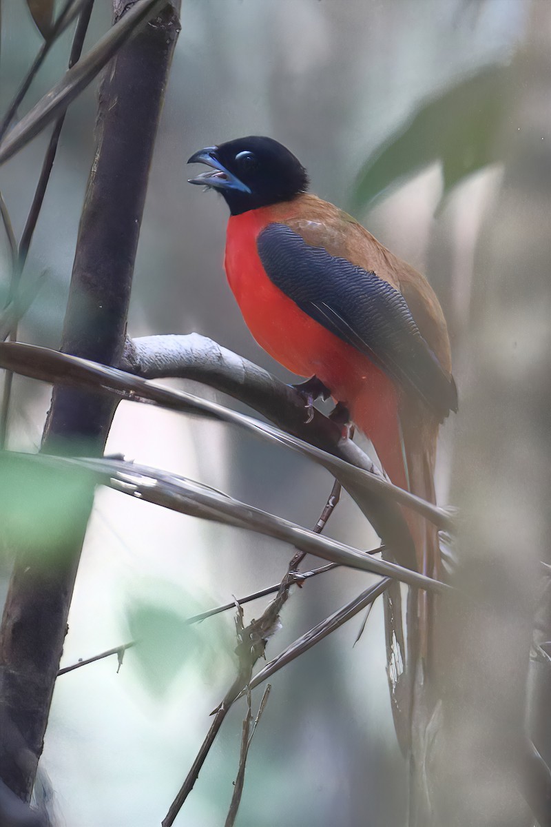 Cinnamon-rumped Trogon - ML628287972