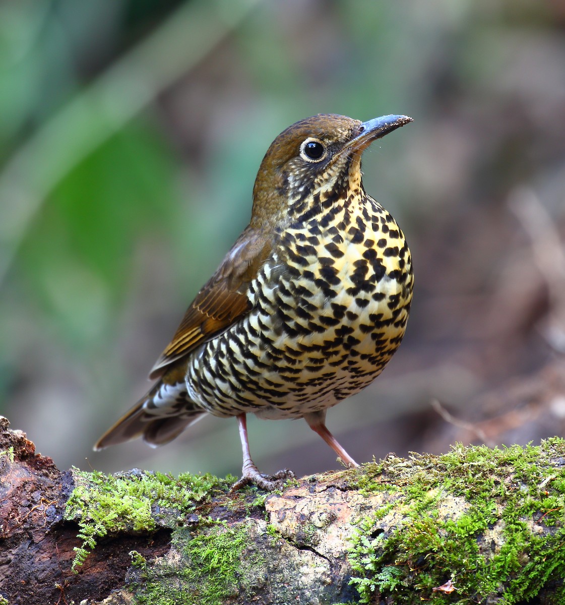 Himalayan Thrush - ML628287998