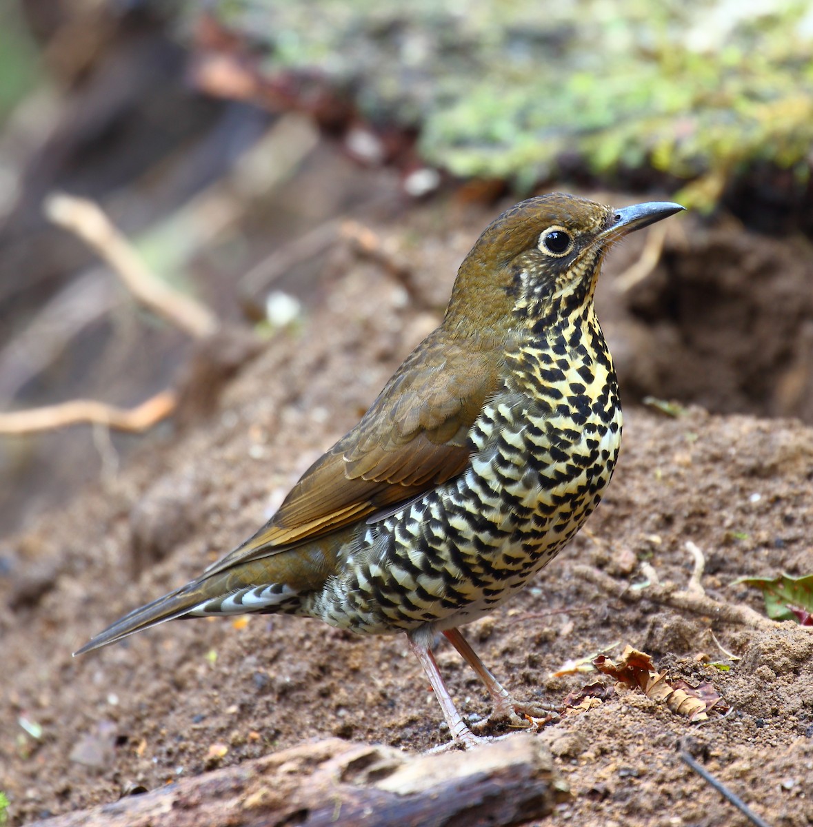 Himalayan Thrush - ML628287999