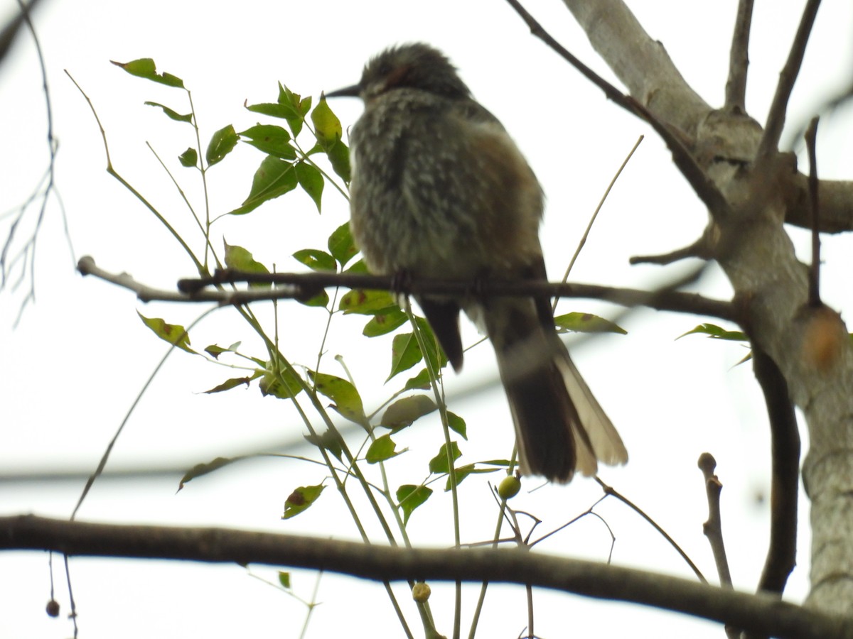 Brown-eared Bulbul - ML628288000