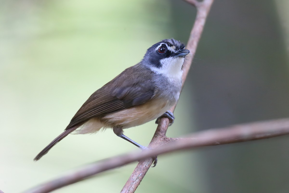 Gray-breasted Babbler - ML628288010