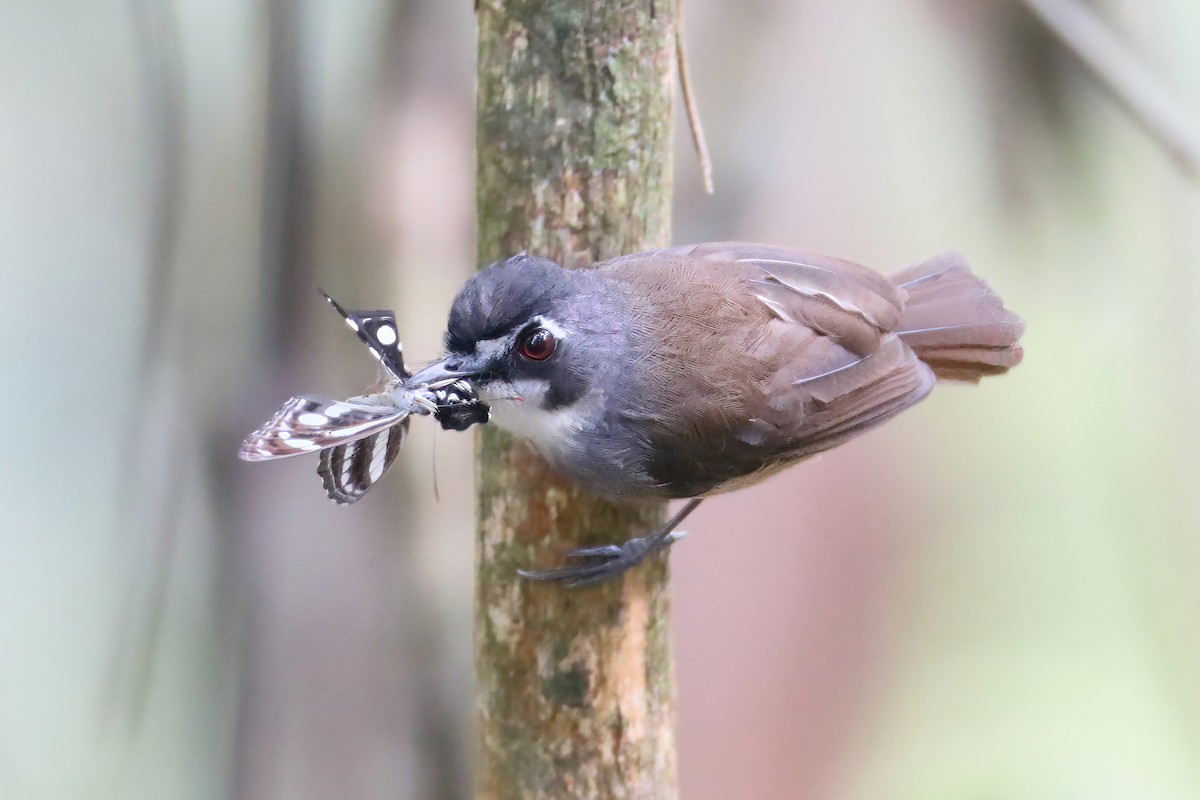 Gray-breasted Babbler - ML628288011