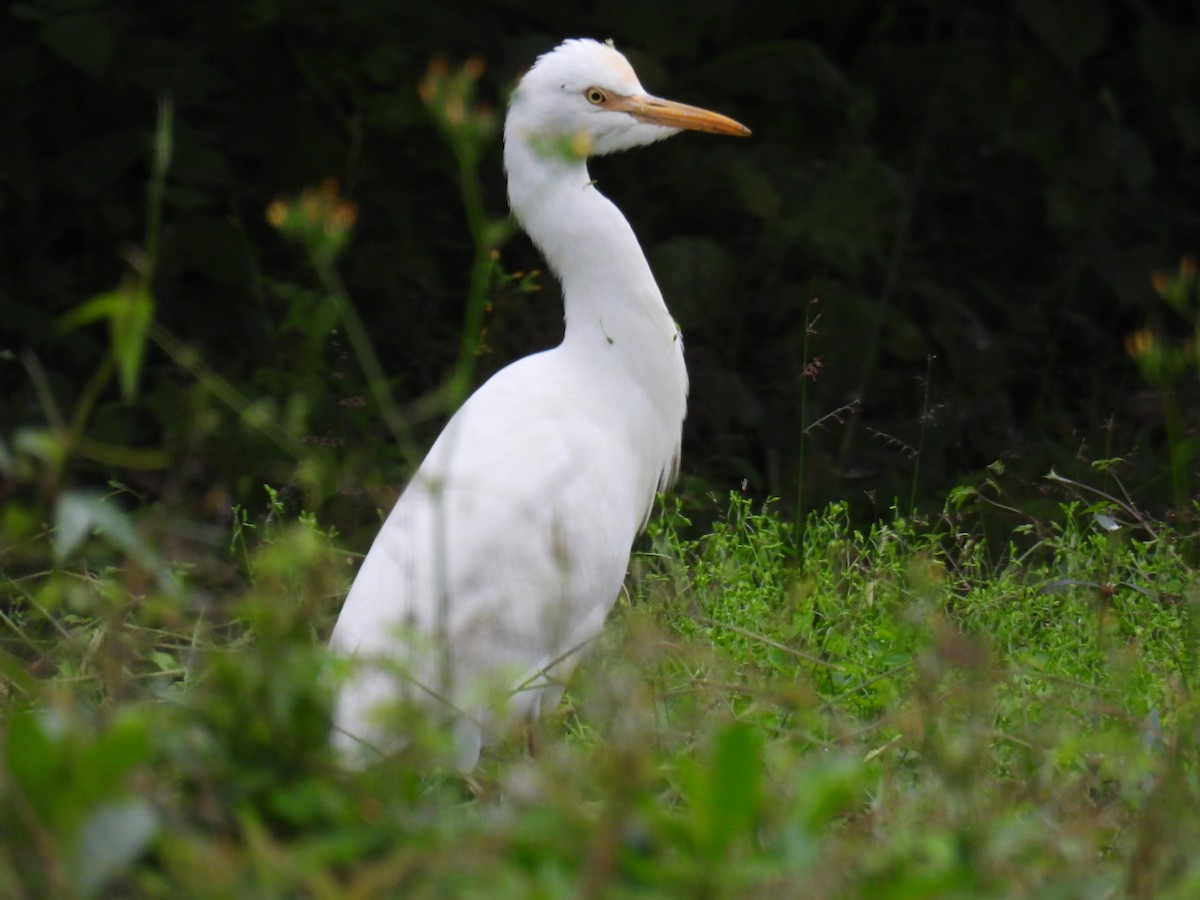 Eastern Cattle-Egret - ML628288037